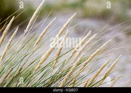 Grass im Wind am Strand von Findhorn Stockfoto