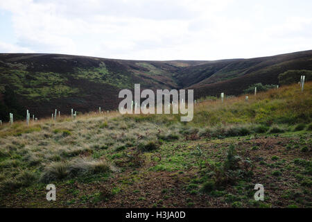 Gepflanzten Baum-Röhren auf Howden Moor, im Peak District National Park im Rahmen des Projekts Woodlands Clough Stockfoto