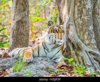 Weibliche Royal Bengal Tiger in Jim Corbett Nationalpark, Indien Stockfoto