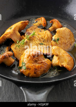 Wiild organischer Pied de Mouton Pilze (Hydnum Repandum) gekocht oder Igel Pilze gekocht in Butter und Kräutern Stockfoto