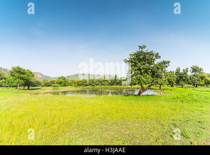 Teich in eine grüne Wiese im Ranthambhore National Park, Indien Stockfoto