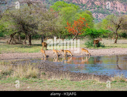 Gefleckte Rehe Trinkwasser im Teich in Ranthambhore National Park, Indien Stockfoto