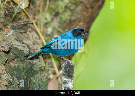 maskierte Flowerpiercer (Diglossa Cyanea) Männchen thront auf Pflanzen im Regenwald, Ecuador, Südamerika Stockfoto