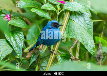 maskierte Flowerpiercer (Diglossa Cyanea) Männchen thront auf Pflanzen im Regenwald, Ecuador, Südamerika Stockfoto