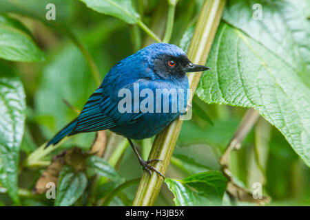 maskierte Flowerpiercer (Diglossa Cyanea) Männchen thront auf Pflanzen im Regenwald, Ecuador, Südamerika Stockfoto