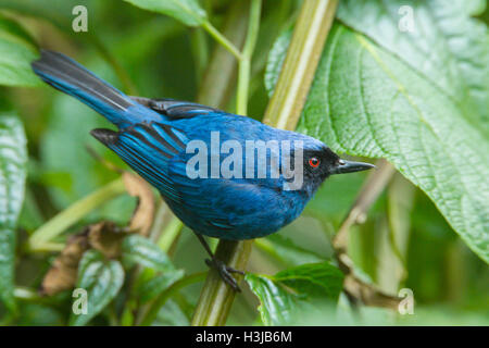 maskierte Flowerpiercer (Diglossa Cyanea) Männchen thront auf Pflanzen im Regenwald, Ecuador, Südamerika Stockfoto