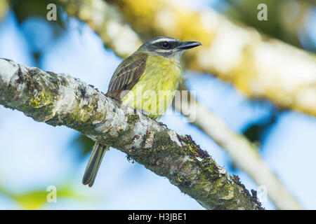 Golden-gekrönter Fliegenfänger (Myiodynastes Chrysocephalus) Erwachsenen thront auf Zweig im Regenwald, Ecuador, Südamerika Stockfoto