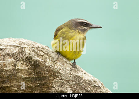 Golden-gekrönter Fliegenfänger (Myiodynastes Chrysocephalus) Erwachsenen thront auf Zweig im Regenwald, Ecuador, Südamerika Stockfoto