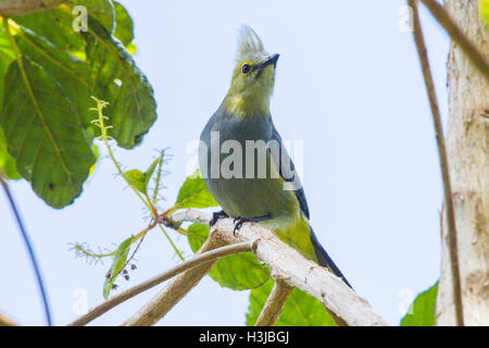 Long-tailed seidig-Fliegenschnäpper (Ptiliogonys Caudatus) Erwachsenen thront auf Zweig des Baumes im Bergregenwald, Costa Rica Stockfoto