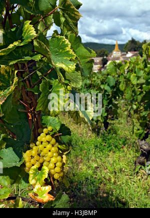 Pernand Vergelesses Chardonnay-Trauben warten auf die Ernte im Weingut Domaine Bonneau du Martray, Pernand-Vergelesses steht hinter Cote d'Or, Frankreich Stockfoto