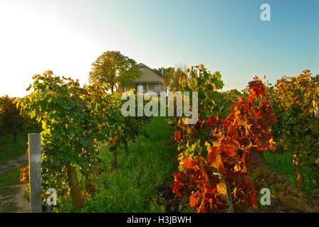 Die ursprüngliche Chateau Le Pin in 2006 vor modernen Ergänzungen mit seinen renommierten herbstlichen Weinberg am Sonnenuntergang Pomerol Gironde Frankreich Stockfoto