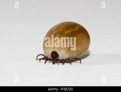 Ixodes Ricinus, die Zecke Rizinuspflanze engorged mit einer Blutmahlzeit Stockfoto