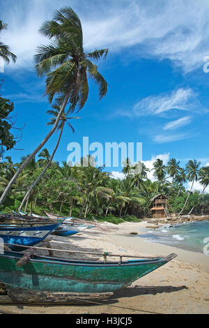 Bunte traditionelle Holzboote auf einem Palm-Sandstrand an einem sonnigen Tag in Sri Lanka, Asien. Stockfoto