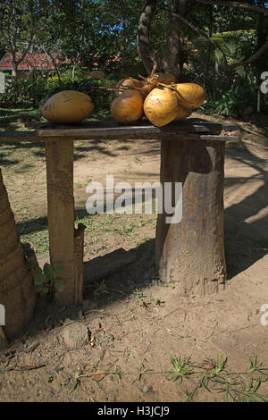 Frische Könige Kokosnüsse auf Holzstruktur in Sri Lanka, Asien. Stockfoto