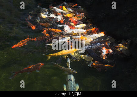 Bunt rot gelb orange-weiße Koi Fische Closeup im Teich Stockfoto