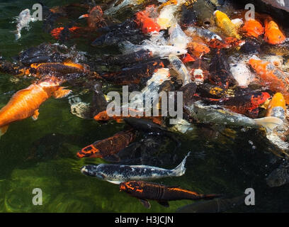 Bunt rot gelb orange-weiße Koi Fische Closeup im Teich Stockfoto