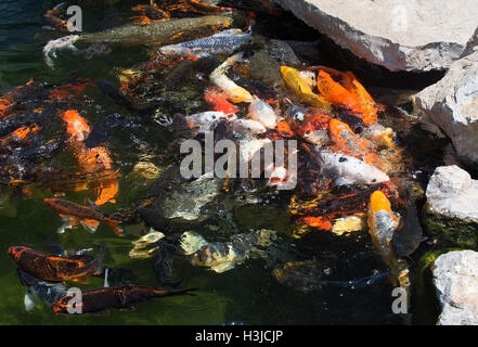 Bunt rot gelb orange-weiße Koi Fische Closeup im Teich Stockfoto