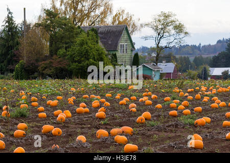 Pumpkin Patch vom Bauernhaus im ländlichen Ackerland Oregon während der Herbst-Saison Stockfoto