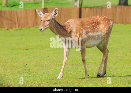 Der schöne persische Farllow Hirsch in die schöne West Midland Safaripark am 23. April 2016 in Spring Grove, Vereinigtes Königreich Stockfoto