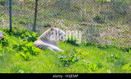 Spring Grove, APR 23: White Bengal Tiger in die schöne West Midland Safaripark am 23. April 2016 in Spring Grove, United Kingd Stockfoto