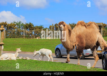 Spring Grove, APR 23: The Axishirsche in die schöne West Midland Safaripark am 23. April 2016 in Spring Grove, Vereinigtes Königreich Stockfoto