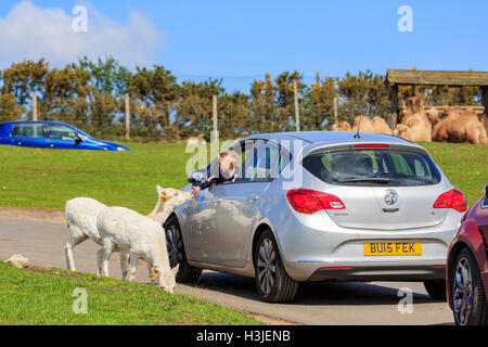 Spring Grove, APR 23: The Axishirsche in die schöne West Midland Safaripark am 23. April 2016 in Spring Grove, Vereinigtes Königreich Stockfoto