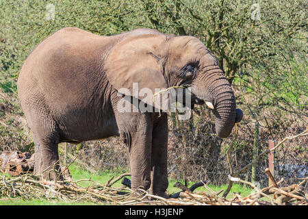 Spring Grove, APR 23: Elefanten in die schöne West Midland Safaripark am 23. April 2016 in Spring Grove, Vereinigtes Königreich Stockfoto