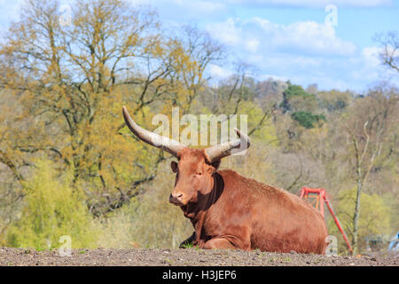 Spring Grove, APR 23: Kuh in die schöne West Midland Safaripark am 23. April 2016 in Spring Grove, Vereinigtes Königreich Stockfoto