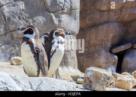 Spring Grove, APR 23: Pinguin in die schöne West Midland Safaripark am 23. April 2016 in Spring Grove, Vereinigtes Königreich Stockfoto