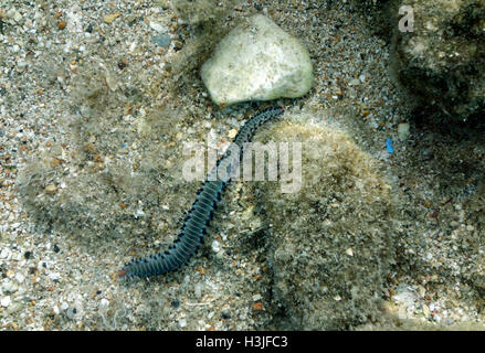 Bärtige Fireworm Hermodice Carunculata, Chalki, Dodekanes, Griechenland. Stockfoto