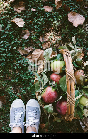 Eine Frau fotografiert einen Korb voller Äpfel aus der Draufsicht mit ihren Füßen tragen Snickers. Stockfoto