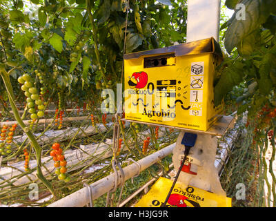 Bienenstock für die Bestäubung in einem Gewächshaus Tomaten wachsen in industriellem Maßstab, Rilland, Zeeland, Niederlande Stockfoto