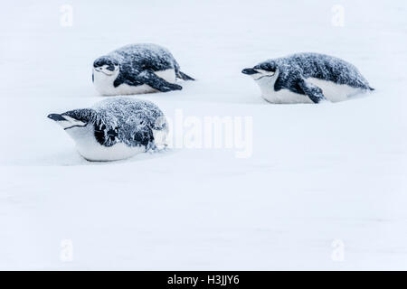 Kinnriemen Pinguine Bauch Rutschen im Schnee in der Antarktis Stockfoto