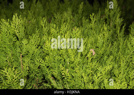 Grün Thuja Äste hautnah Details als Hintergrundbild. Grüne Hecke von Thuja Bäume (Zypressen, Wacholder). Busch, Thuja. Thuj Stockfoto