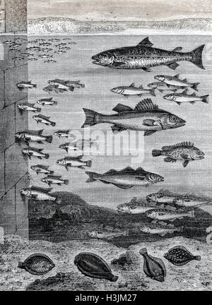 Fische in der Nähe von Kai Stockfoto