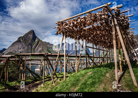 Lofoten-Inseln Fischen Köpfe Trocknung auf Gestellen Stockfoto