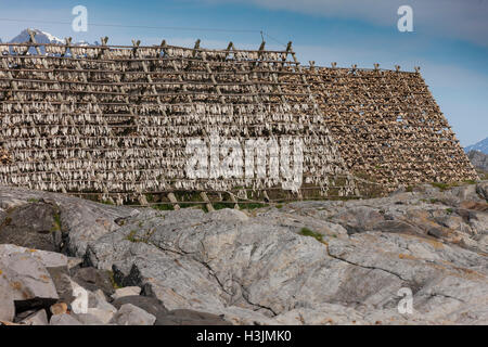 Allgegenwärtige Fischtrocknungsregale blicken auf den Ozean, um in den Meereswinden an der Luft zu trocknen. Stockfisch ist ein wichtiger Export. Lofoten-Inseln, Norwegen, Stockfoto