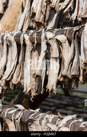 Allgegenwärtige Fischtrocknungsregale blicken auf den Ozean, um in den Meereswinden an der Luft zu trocknen. Stockfisch ist ein wichtiger Export. Lofoten-Inseln, Norwegen, Stockfoto