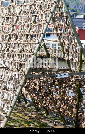 Allgegenwärtige Fischtrocknungsregale blicken auf den Ozean, um in den Meereswinden an der Luft zu trocknen. Stockfisch ist ein wichtiger Export. Lofoten-Inseln, Norwegen, Stockfoto