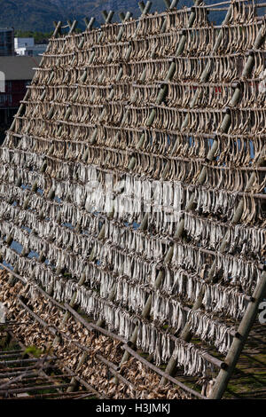 Allgegenwärtige Fischtrocknungsregale blicken auf den Ozean, um in den Meereswinden an der Luft zu trocknen. Stockfisch ist ein wichtiger Export. Lofoten-Inseln, Norwegen, Stockfoto