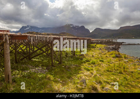 Kleine Fischergemeinde Kubbolm Brücke, wo allgegenwärtige Fisch Trocknungsregale säumen die Küste. Lofoten-Inseln, Norwegen, Stockfoto