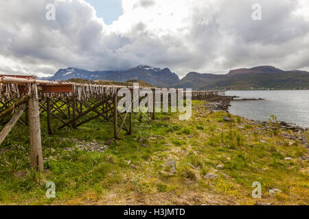 Kleine Fischergemeinde Kubbolm Brücke, wo allgegenwärtige Fisch Trocknungsregale säumen die Küste. Lofoten-Inseln, Norwegen, Stockfoto