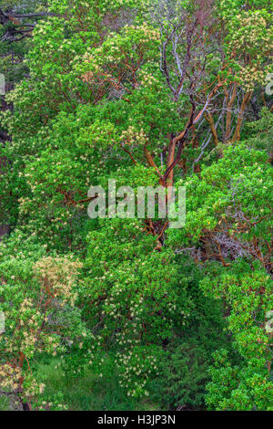 USA, Washington, San Juan Island National Historical Park, Englischcamp, Pazifische Madrone Bäume in voller Blüte. Stockfoto