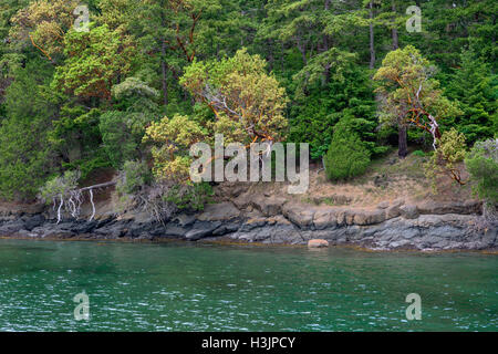 USA, Washington, San Juan Islands, Orcas Island, Wald von Douglasie und Pacific Madrone über felsige Küste am Weststrand. Stockfoto