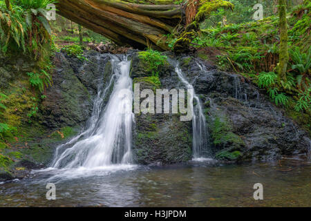 USA, Washington, San Juan Islands, Orcas Island, Moran State Park, rustikal Wasserfälle und üppige Frühling Vegetation. Stockfoto