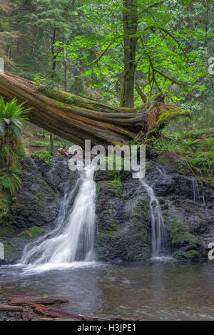 USA, Washington, San Juan Islands, Orcas Island, Moran State Park, rustikal fällt und üppigen Wald im Frühjahr. Stockfoto