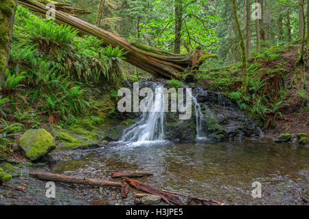 USA, Washington, San Juan Islands, Orcas Island, Moran State Park, rustikal fällt und üppigen Wald im Frühjahr. Stockfoto