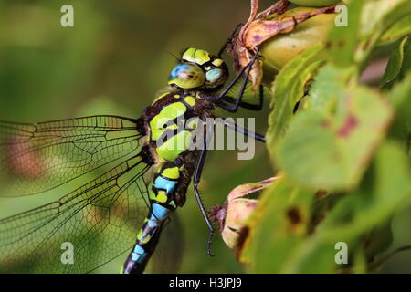 Erwachsenen männlichen südlichen Hawker Libelle Stockfoto