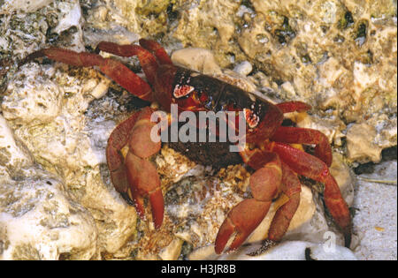 Weihnachtsinsel rote Krabbe (Gecarcoidea Natalis) Stockfoto
