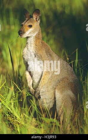Red-necked Wallaby]'' ' Stockfoto